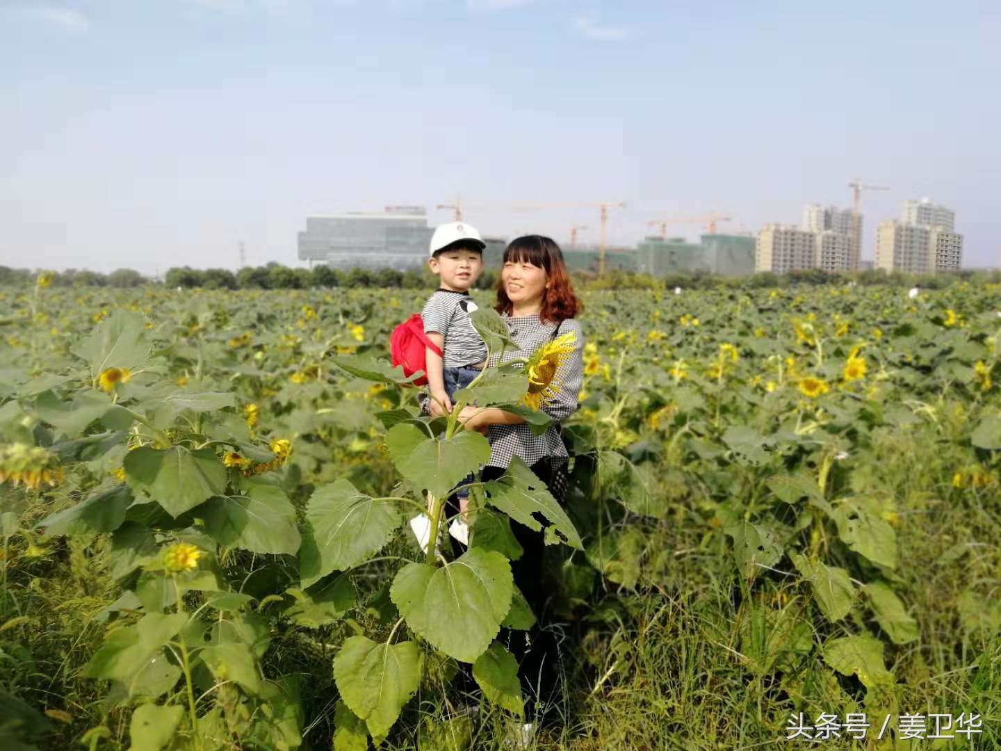 向日葵又名朝阳花，是俄罗斯、乌克兰、葡萄牙等国家的国花