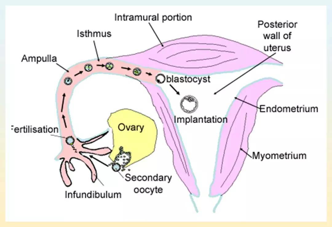 乳房有问题子宫一定有问题吗,乳房的有关问题