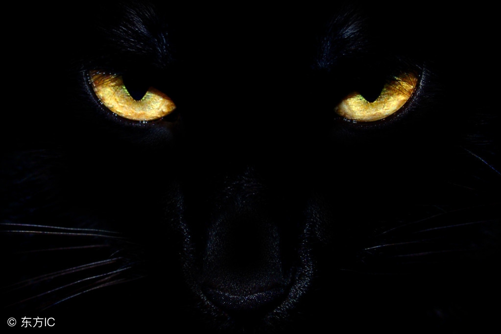 古代猫刑是什么,猫刑是什么意思