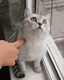 听说这些饭团是TVB艺人最爱吃的，还不快来赶紧体验！