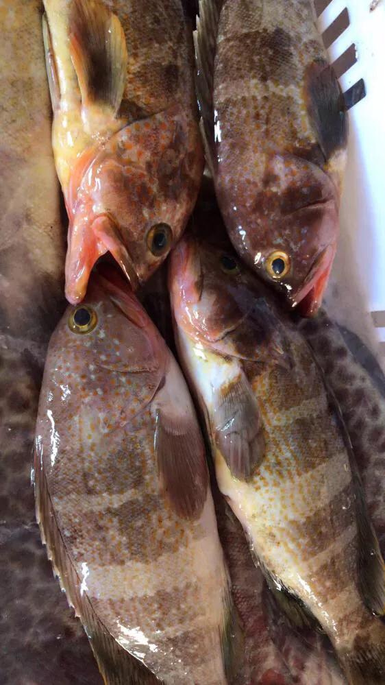 九节虾斑节虾,黑虎虾斑节虾九节虾哪个好吃