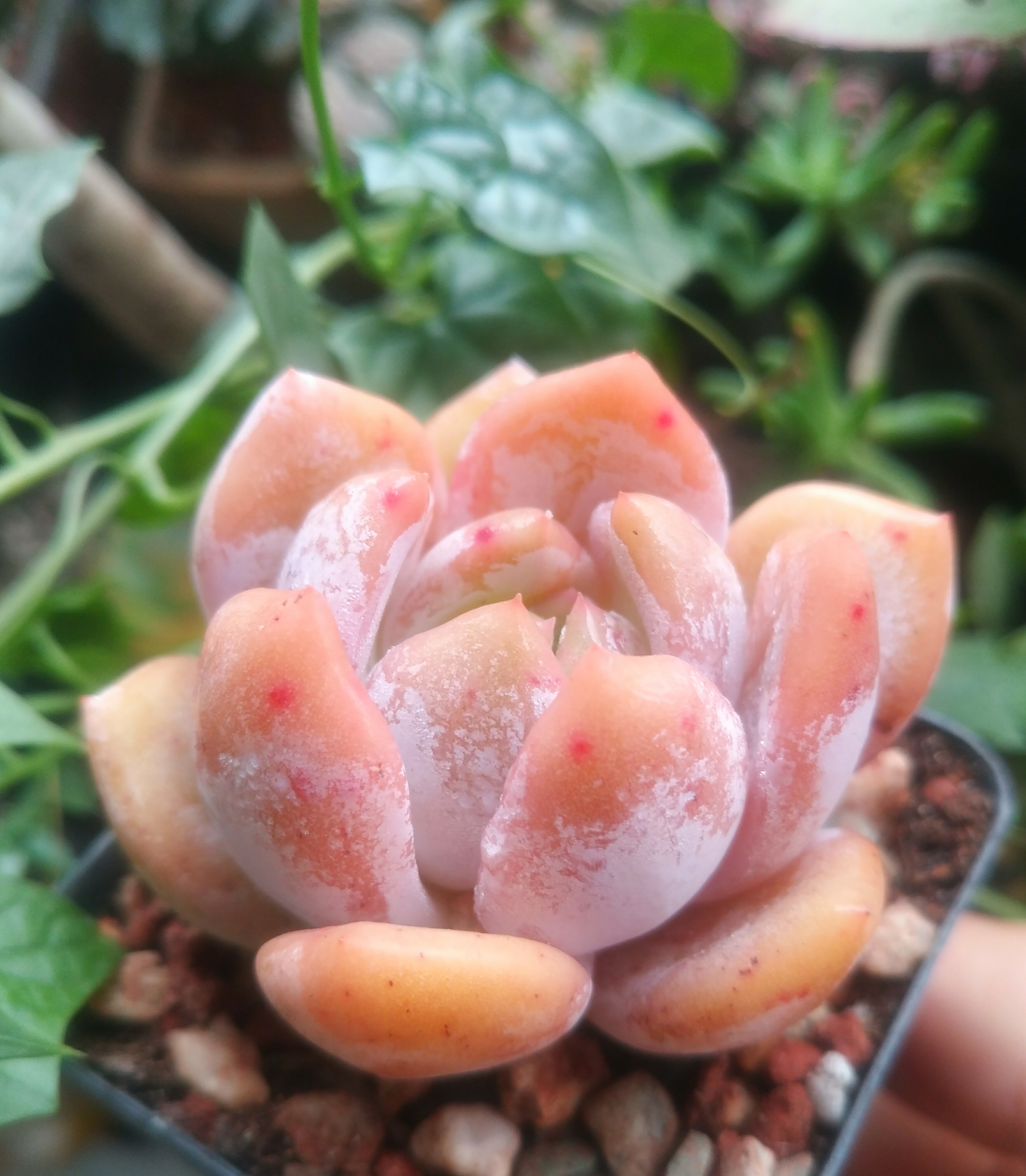 慢生活轻小说免费阅读,慢生活轻小说全集