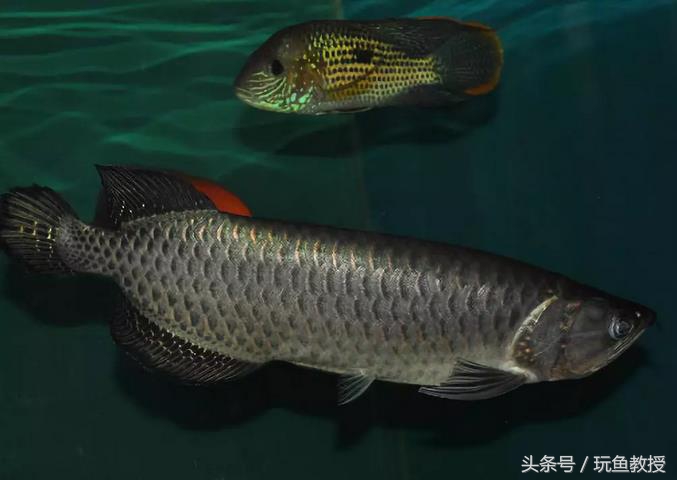 四种不能混养的鱼,两种不能混养的鱼怎么解决