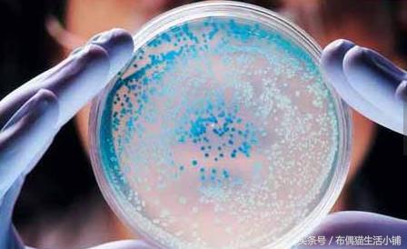 粉扑放在哪不容易滋生细菌,粉饼的粉扑用时间长了会有细菌吗