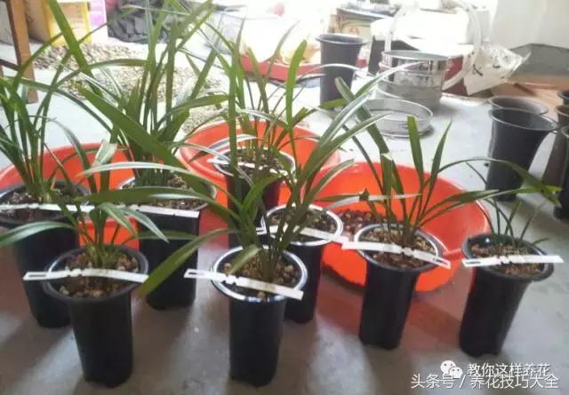 蟹爪兰长得好好的就断了怎么回事,蟹爪兰花蔫了怎么补救