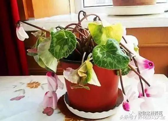 蟹爪兰长得好好的就断了怎么回事,蟹爪兰花蔫了怎么补救