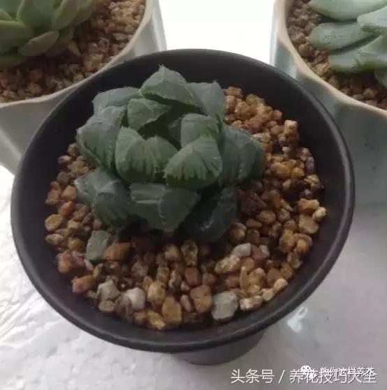 蟹爪兰长得好好的就断了怎么回事,蟹爪兰花蔫了怎么补救