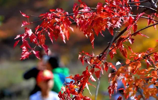 呼和浩特哪个沟秋景好,呼和浩特红石崖秋景