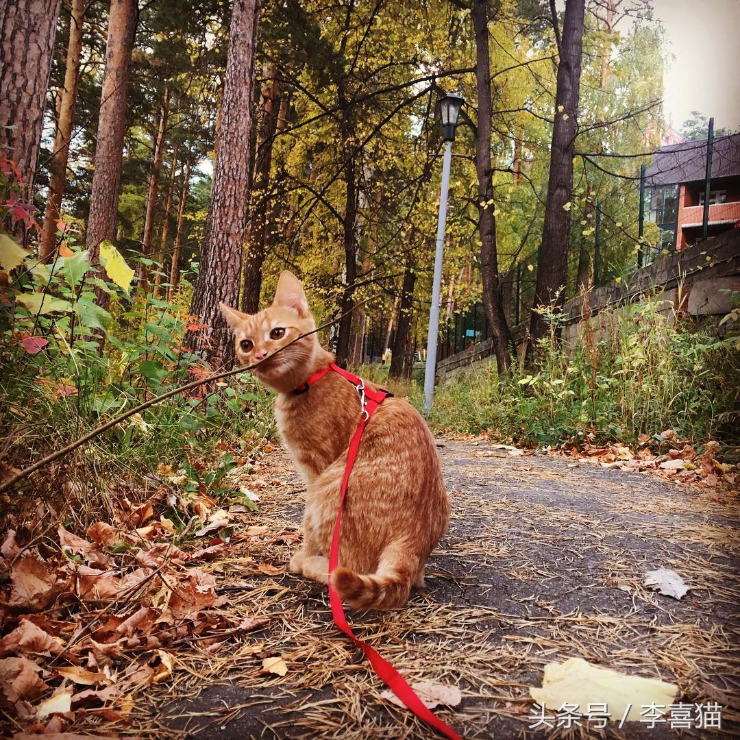 猫咪小小的脑袋大大的身子,猫咪有什么古怪的性格