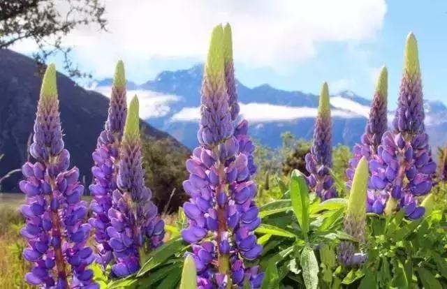 来中国旅游带什么特产最好,旅游带回来12个特产