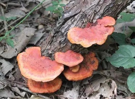 来中国旅游带什么特产最好,旅游带回来12个特产