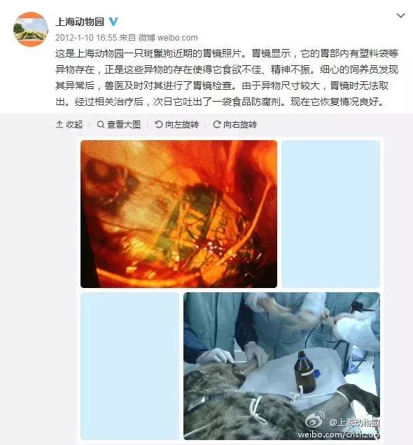 卑劣的街头喂河马,塑料袋放进河马嘴里