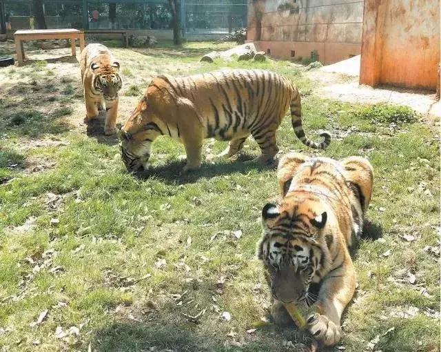 卑劣的街头喂河马,塑料袋放进河马嘴里