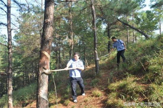 农村十大致富项目投资,农村最快的致富项目