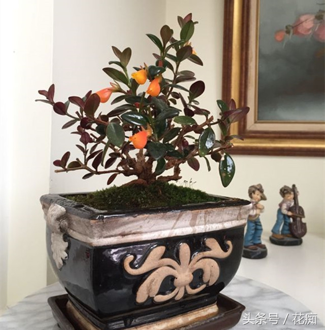 金鱼吊兰怎么养才能开花结果,金鱼吊兰怎么养才能多开花