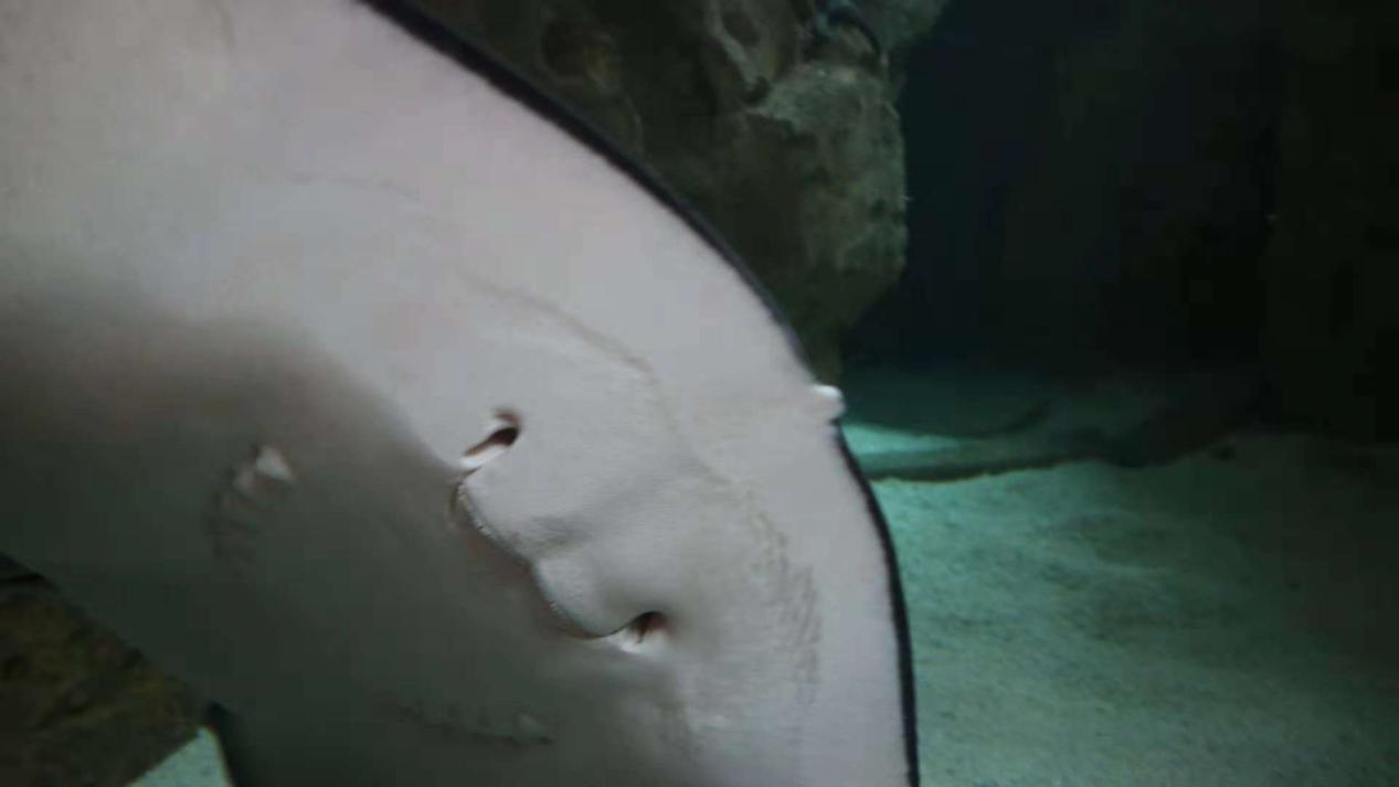 珠海长隆一天游玩攻略手写,珠海长隆游玩攻略免排队