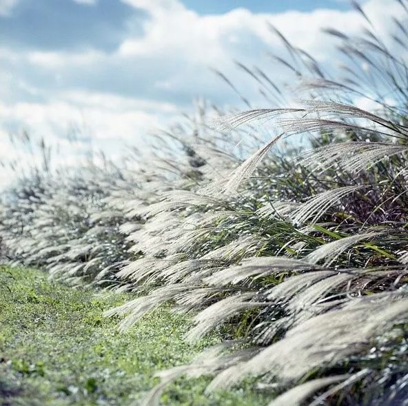 秋风起芦花飞起满天霜,诗词鉴赏秋风起芦花飞