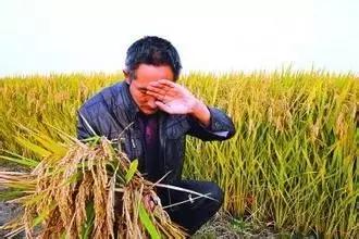 含氯复合肥对辣椒有害吗,含氯复合肥对植物影响