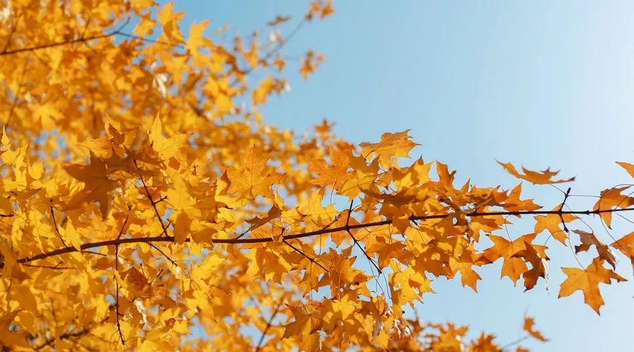 桂花香，残荷，银杏，宁波的秋天