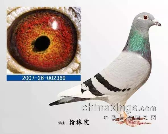 各品系赛鸽的头型特点,凸背鸽