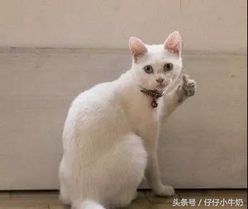 贪玩蓝月怎么玩才厉害一点,为什么蓝月这么贪玩