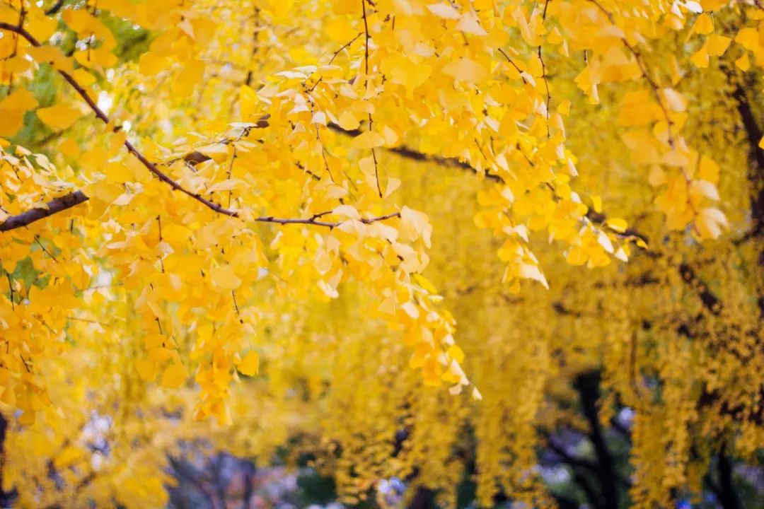 上海地铁3号线沿线美食,上海美食小吃一条街必打卡