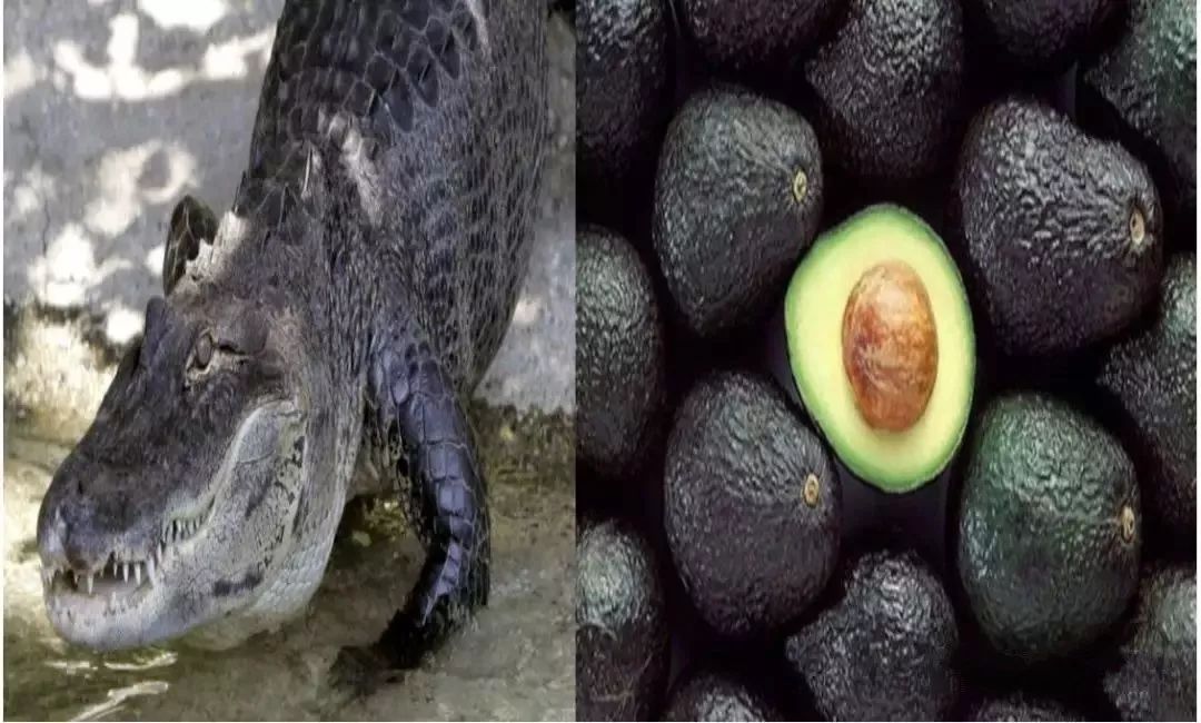 七年增长万倍，谁劝中国人买了3万吨牛油果？