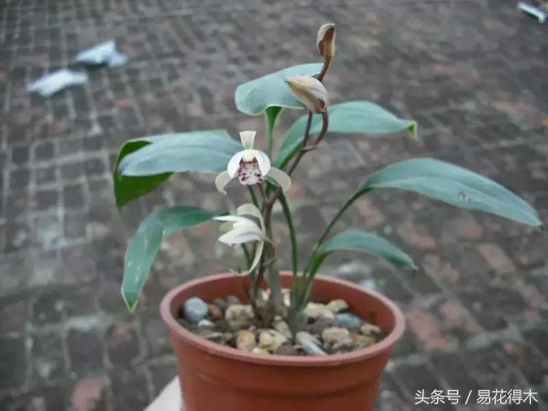 什么兰花叶子是兔耳兰,最值得推荐的寒兰兰花品种