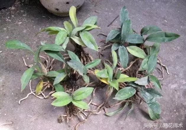 兔耳兰珍稀品种花,什么兰花叶子是兔耳兰