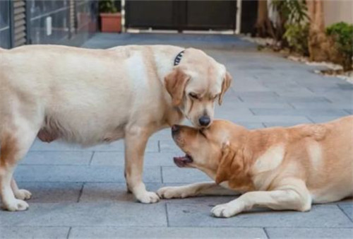 狗狗怀孕情况复杂，离不开铲屎官的照顾，需要提前做好准备