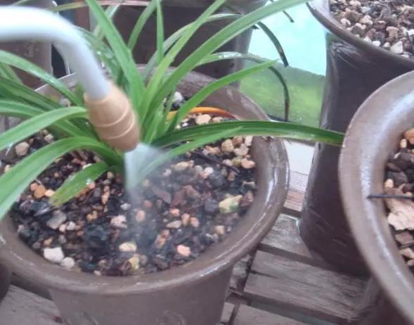 花儿除虫的妙招,花儿生虫用什么药