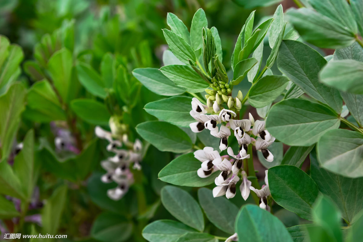 蚕豆花怎么做,购买中药蚕豆花