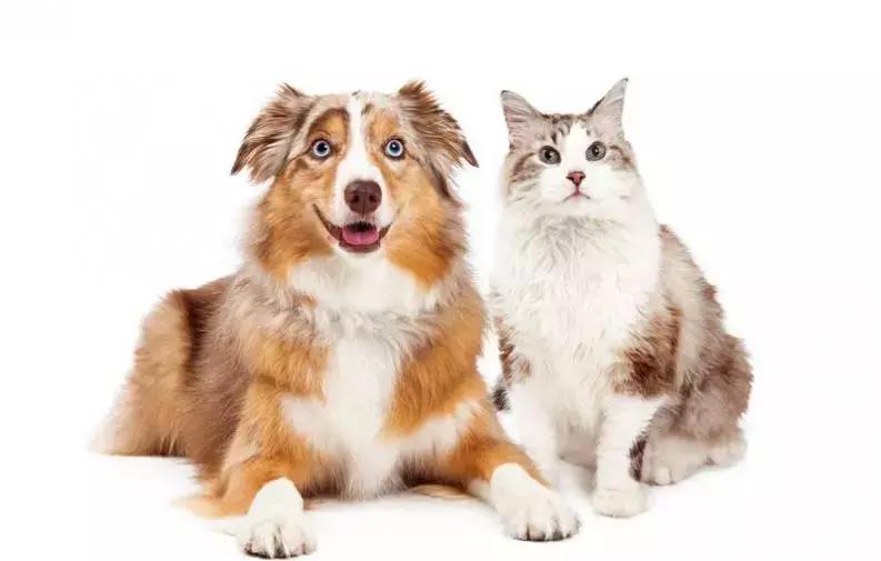 又一例！他严重感染四肢被截，竟只因被狗狗舔了一下……