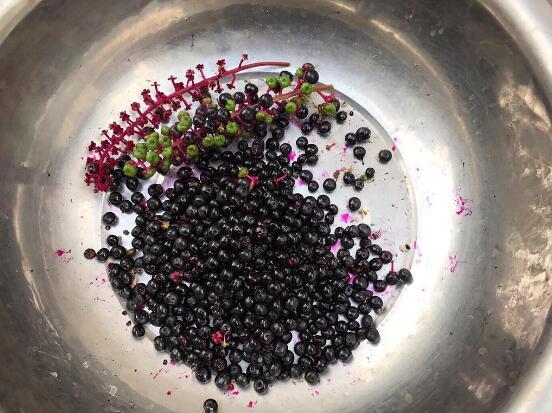 北京农村小时候吃的野果叫紫葡萄,像小紫葡萄样的野果是什么