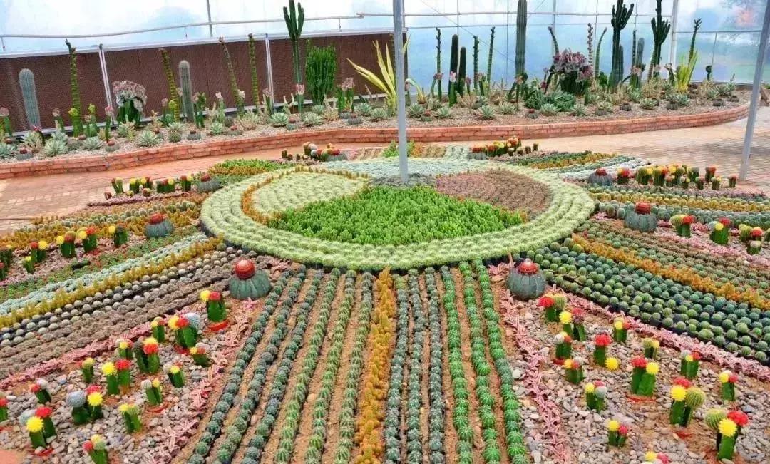 金秋十月走进花海,同心花海金秋旅游节