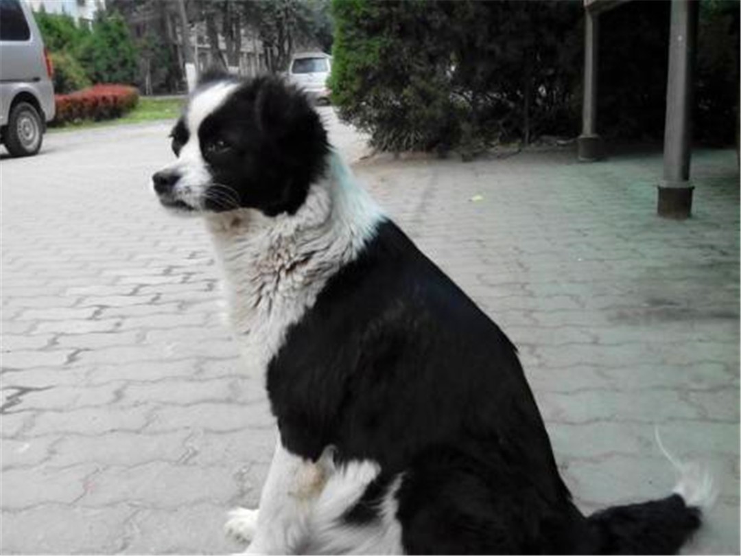 边牧不听话教你几招正确训犬方法,边牧被主人打后记仇吗为什么