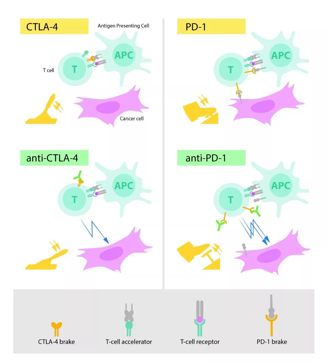 2022年诺贝尔生理或医学奖评价,2018年诺贝尔生理学或医学奖