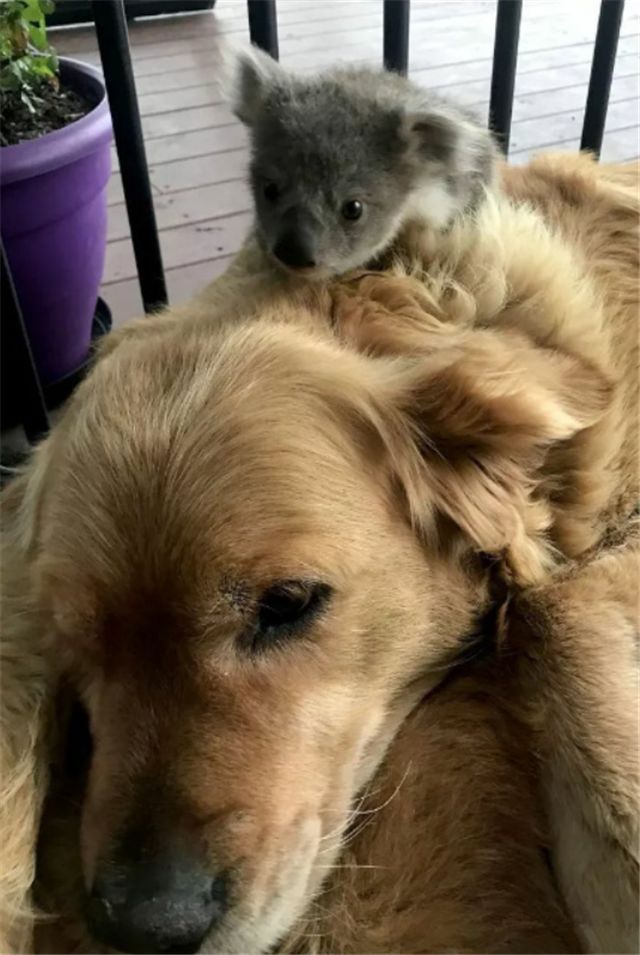 大金毛真的是太暖心了,大金毛太暖了吧