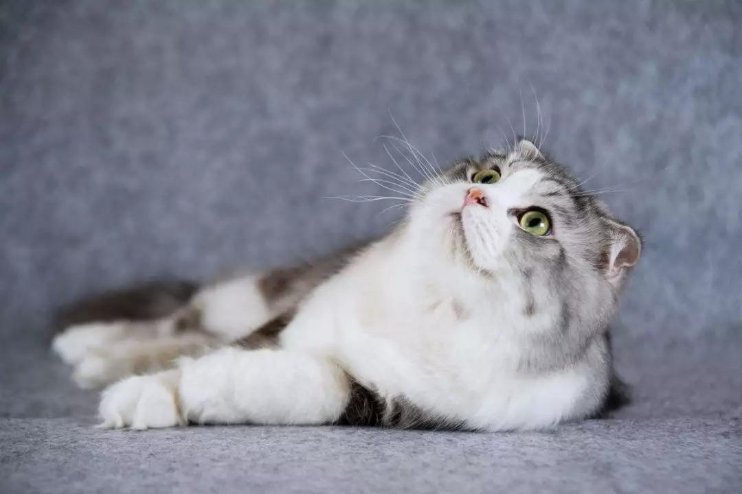 猫咪项圈真的有用吗,猫项圈有必要买吗