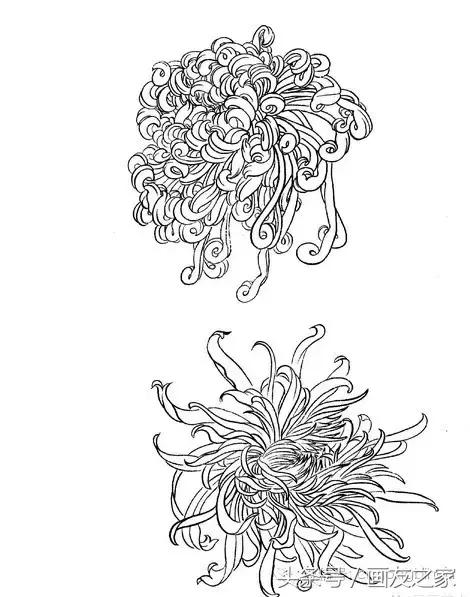 国画工笔菊花的画法视频,线描菊花画谱