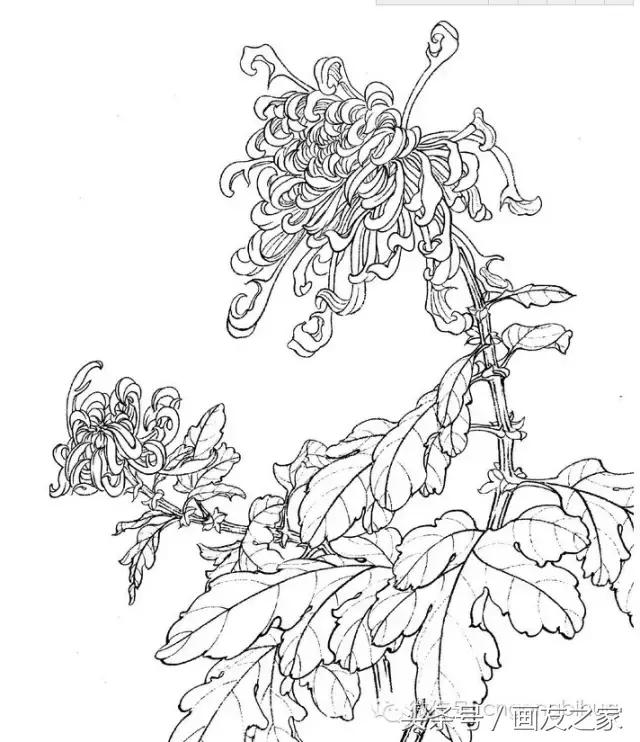 国画工笔菊花的画法视频,线描菊花画谱