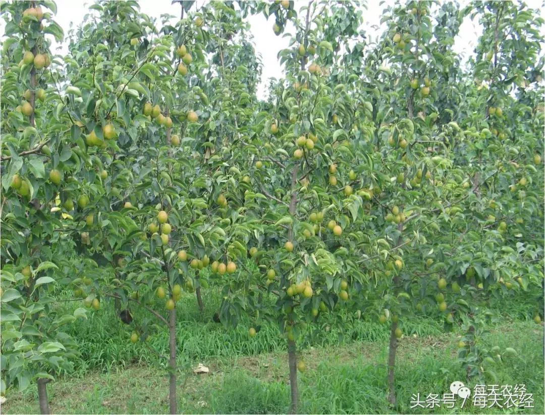 哪种方法能防止梨园病虫害,梨园病虫害