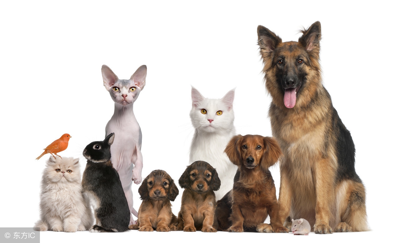 猫抓伤10天了还需要打狂犬疫苗吗,我被猫抓伤了为什么没感染