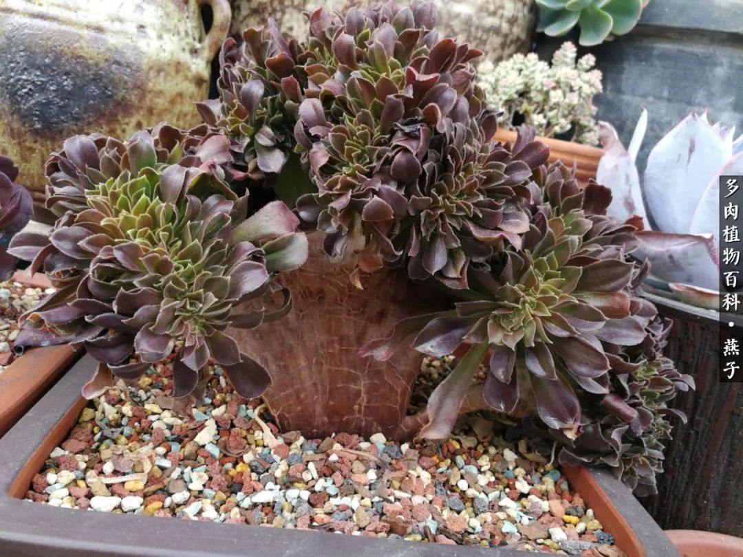 多肉法师什么季节摘心最好,多肉法师全锦好吗