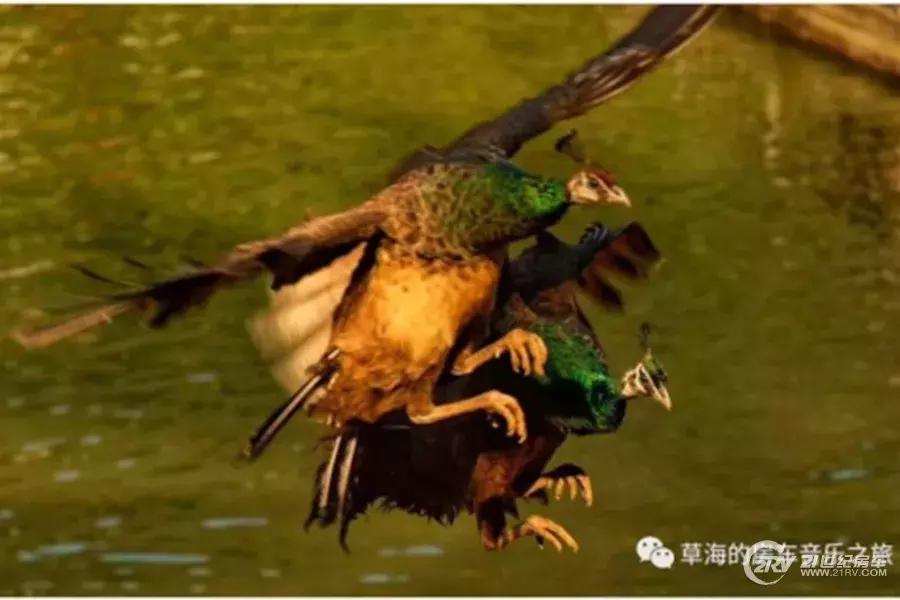 一把吉他一台车,一把吉他露营