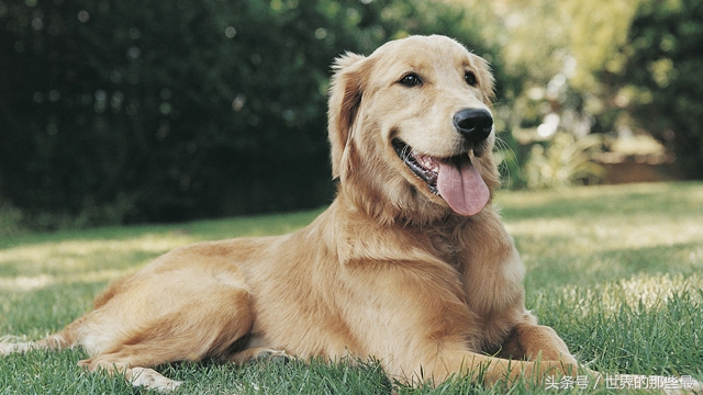 世界上最聪明的10种狗,世界上最聪明的五种狗狗排名