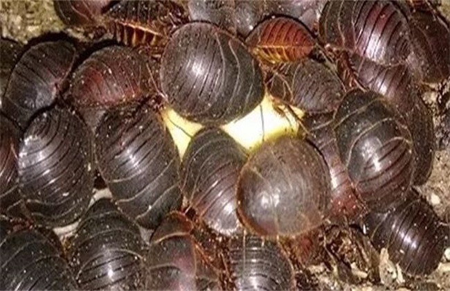 现在搞养殖养什么前景好挣钱,2018养土元赚钱吗