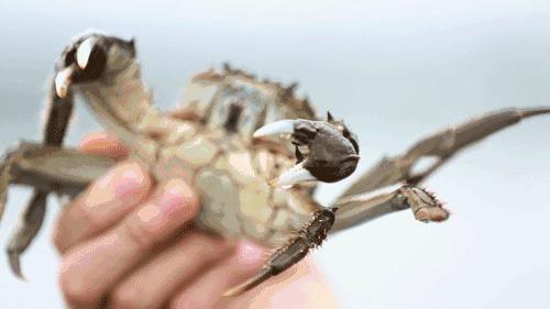 清远吃大闸蟹哪个店好,清远吃货攻略