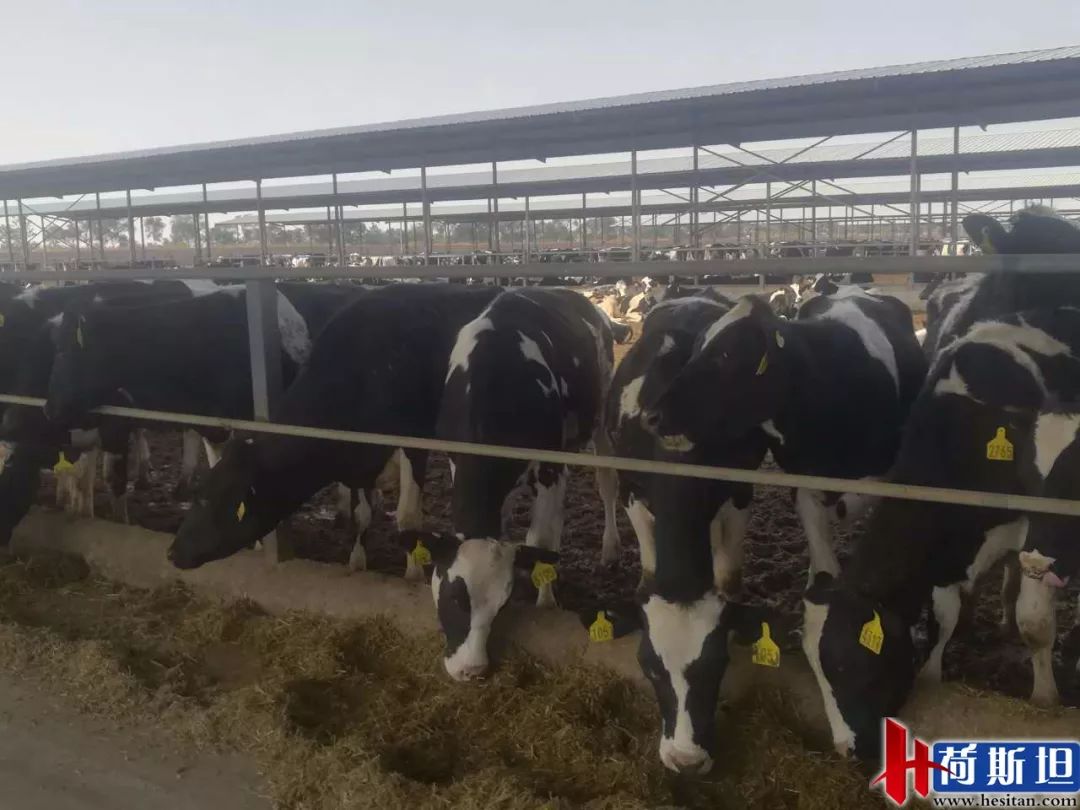 7000头“澳妞儿”登陆天津港创2018荷斯坦奶牛单批进口之最