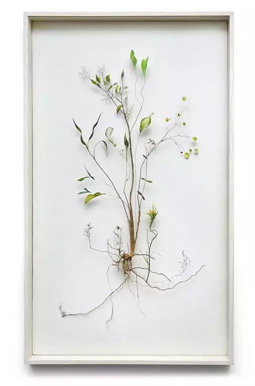 干花工艺画教程,干花做标本画